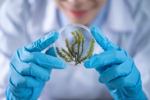 Cientista com jaleco branco, desfocado no fundo da foto. Suas mãos com luvas azuis está em destaque, segurando uma amostra de alguma planta.